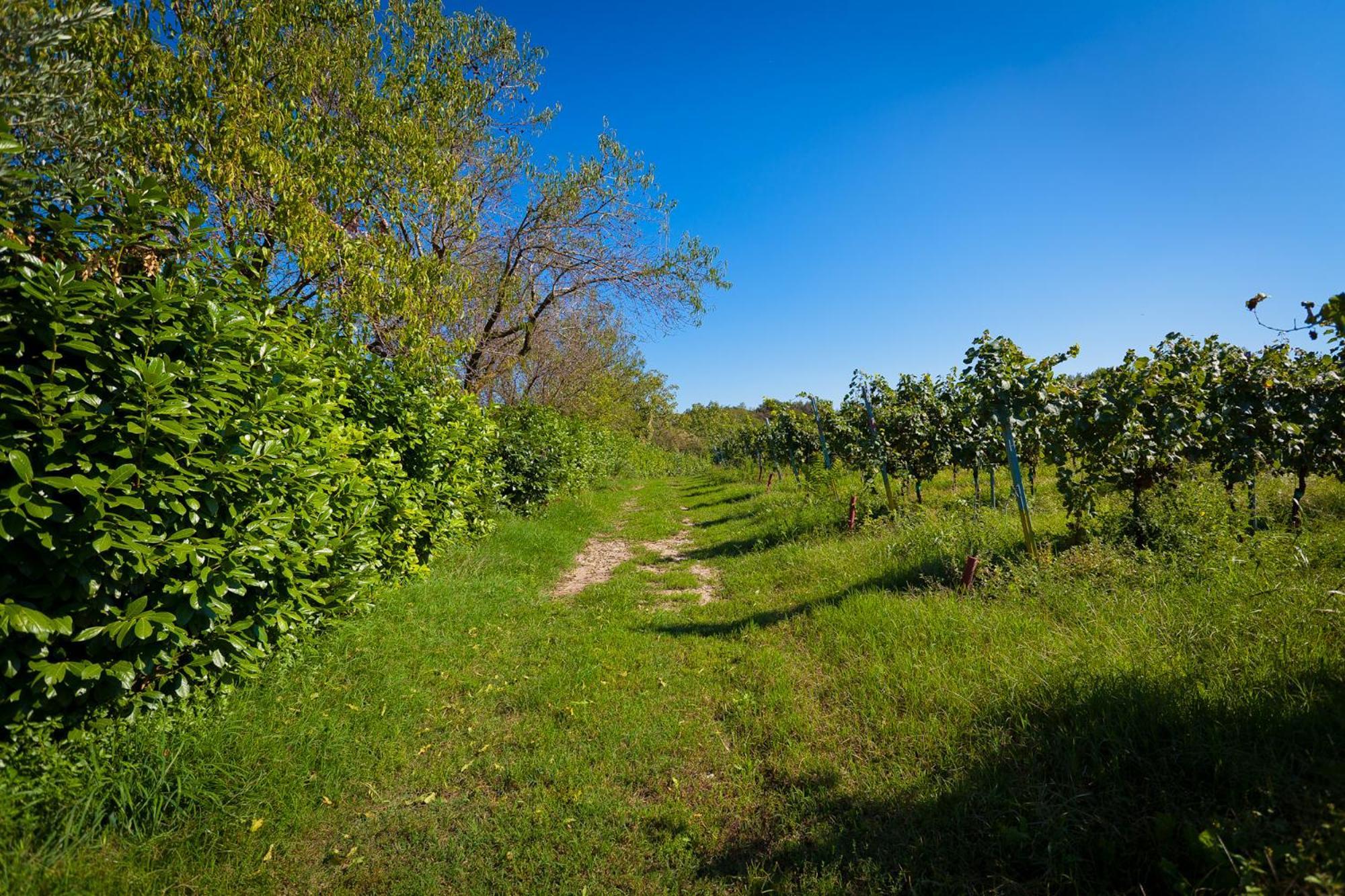Agriturismo Con Cucina Tipica Nuova Scardua Cavriana Exteriér fotografie